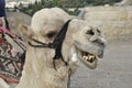 camel in Jerusalem