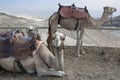 Camel, Judean Desert