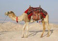 Camel in Judean Desert, Israel Royalty Free Stock Photo