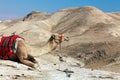 Camel in Judean desert,Israel Royalty Free Stock Photo