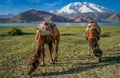 Camels at Kara Kul Royalty Free Stock Photo