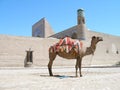 Camel in Khiva,Uzbekistan Royalty Free Stock Photo
