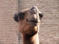 Camel in Khiva