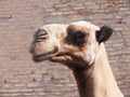 Camel in Khiva