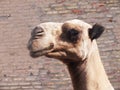 Camel in Khiva Royalty Free Stock Photo
