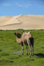 Gobi Desert in Mongolia Royalty Free Stock Photo