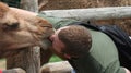 Camel Kiss Royalty Free Stock Photo