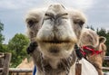 Camel kiss Royalty Free Stock Photo