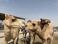 Camel kiss Royalty Free Stock Photo