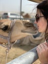 Camel kiss Royalty Free Stock Photo