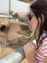 Camel kiss Royalty Free Stock Photo