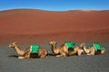 Camel in Lanzarote in timanfaya fire mountains