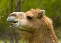 Camel Laughing Royalty Free Stock Photo