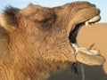 Camel Laughing Royalty Free Stock Photo