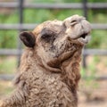Camel laughing Royalty Free Stock Photo