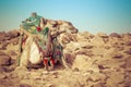 Camel lay with traditional Bedouin saddle in Egypt