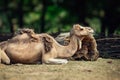 Camel laying on the grass with a bit of winter fur leftover the skin.