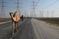 A Camel Leading a Herd Along a Desert Road Outside Dammam, Eastern Province, Saudi Arabia