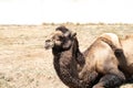 Camel lies on a background of sand with copy space