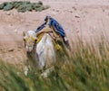 Camel lies in the green grass