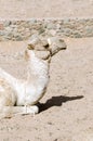 Camel lies on the sand. Royalty Free Stock Photo