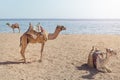Camel lies on the sand. Royalty Free Stock Photo