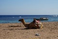 A camel lies on the shore of the Red Sea in the Gulf of Aqaba. Dahab, South Sinai Governorate, Egypt Royalty Free Stock Photo