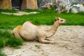 Camel lies in the zoo