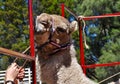 Camel Life Royalty Free Stock Photo