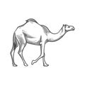 Camel line art black and white illustration