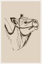 Camel. Line art. Logo design for use in graphics. T-shirt print, tattoo design.