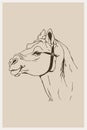 Camel. Line art. Logo design for use in graphics. T-shirt print, tattoo design.