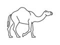 Camel linear vector icon. Isolated outline of a camel on a white background. Hand drawn camel