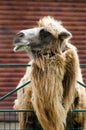 Camel with long wool half-face portrait close-up