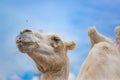 Camel looks at the flies close up