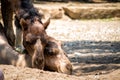 Camel love Royalty Free Stock Photo