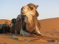 Camel lying down Royalty Free Stock Photo