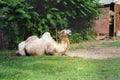 Camel lying on green grass