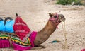 Camel lying on the ground in a colorful dress. Royalty Free Stock Photo