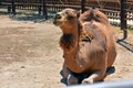 Camel lying on the ground sunbathing Royalty Free Stock Photo