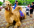 Camel lying on the ground