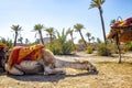 The camel is lying in a Palmeraie near Marrakesh, Morocco. The sahara desert is situated in Africa. Dromedars are staying in sand Royalty Free Stock Photo