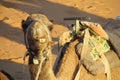 Camel lying on the sand and chewing Royalty Free Stock Photo