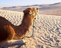 Camel lying on the sand in the desert Royalty Free Stock Photo