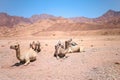 Camel is lying on the sand raised its head and yells there are other camels around it Royalty Free Stock Photo