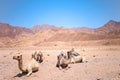 camel is lying on the sand raised its head and yells there are other camels around it Royalty Free Stock Photo