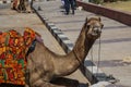 Camel lying on the street in India