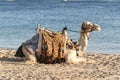 Camel at Makadi Bay Hurghada Egypt