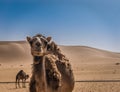 Camel in sahara. Royalty Free Stock Photo