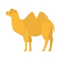 Camel mammal animal character from Africa caravan. Royalty Free Stock Photo